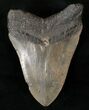 Bargain Megalodon Tooth - South Carolina #14686-2